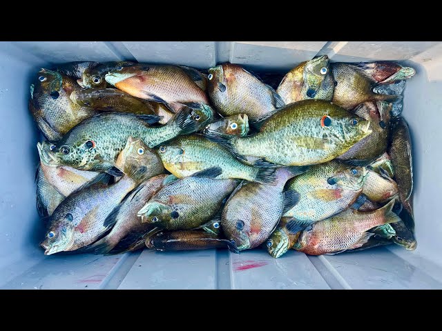 We Found GIANT Bream Beds LOADED with BIG FISH!!!! (SMACKDOWN)
