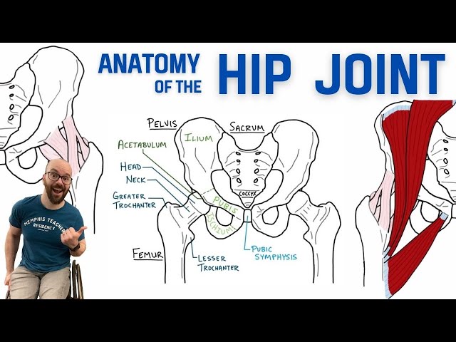 Anatomy of the Hip Joint | Bones, Ligaments, & Muscles