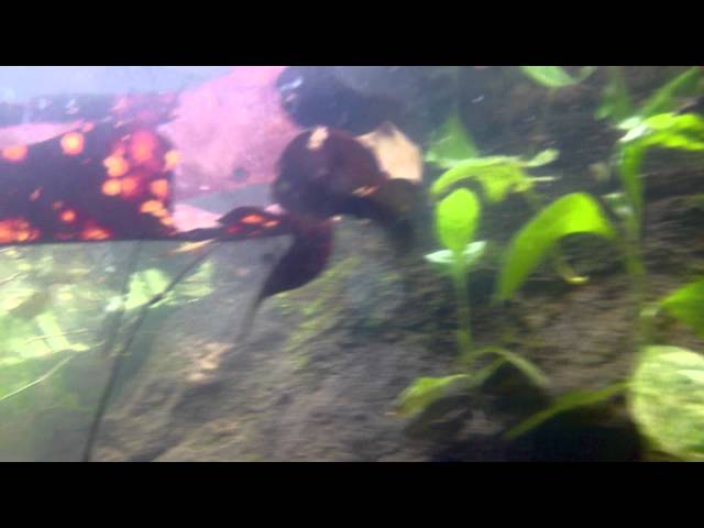 Toman Bunga Belum Rainforest