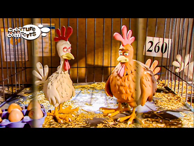 WHAT WAS THE WORD AGAIN? | Creature Comforts