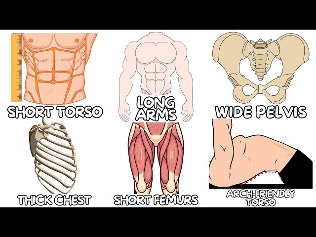 Every Anatomic Advantage in Powerlifting Explained