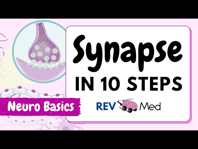Synaptic Transmission: The Synapse (10 easy steps) | Neuro