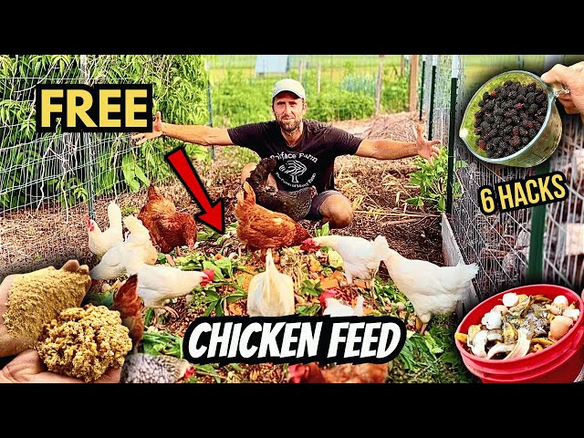 How to Feed Chickens for FREE (6 Proven Ways to Cut Feed Costs!)