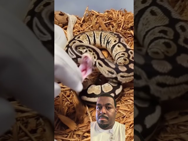 Does a ball python bite hurt?