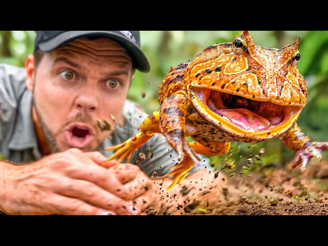 Catching a Pac-Man Frog!