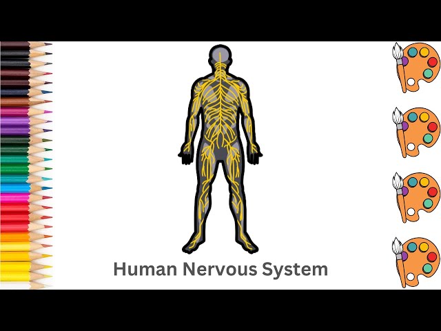 Human Nervous System - Sketch Art and Paint | Step by step tutorial | Pencil to Palette