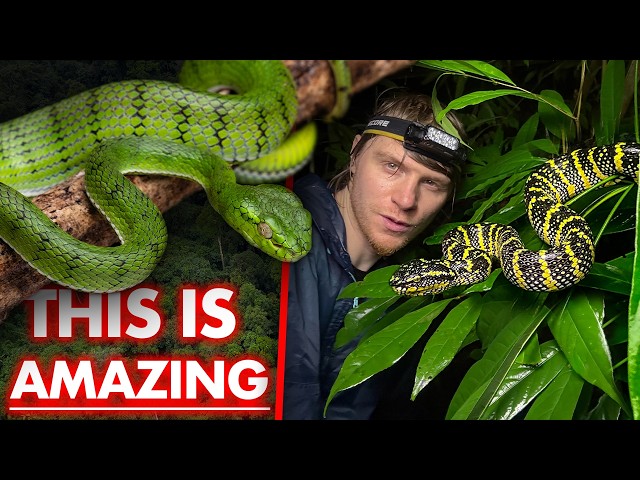 HUGE and RARE pit vipers in Kelantan (Malaysia)