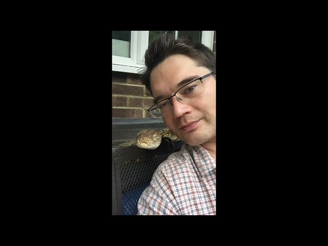 Hot and bothered Reticulated Python hisses in my ear.
