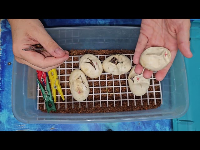 Ball Python Egg Cutting Clutch #6 of 2026: Ghost 👻 