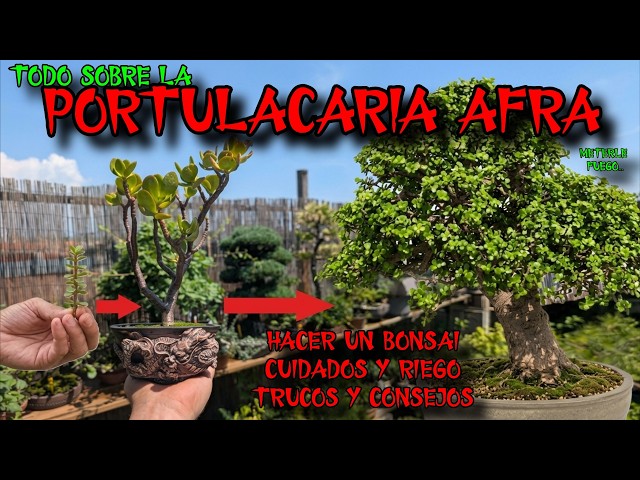 PORTULACARIA AFRA Como Hacer un BONSAI Facil de Jade, Monedita o Arbol de la Abundancia