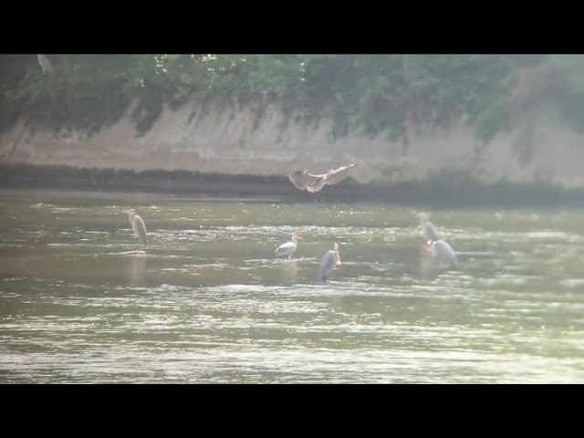 QuietEye Gyro-stabilized Telescope performance