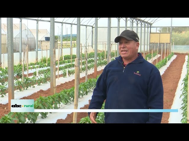 IPTA trabaja en definir variedades de tomates y locotes adaptados al Paraguay