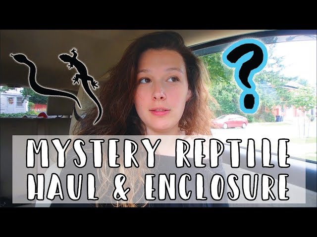 Setting up a Brazilian Rainbow Boa Enclosure!