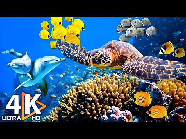Perfect Ocean Fish 4K - Unlocking Underwater Secrets | Free Documentary on Stunning Nature