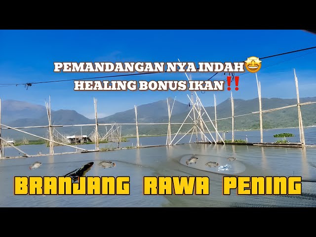 BERBURU TOMAN RAWA PENING‼️TUTORIAL BRANJANG RAWA PENING