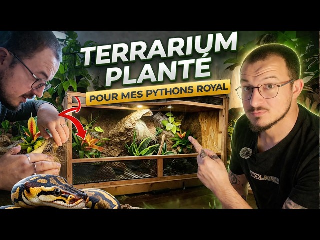BIG PROJECT: Terrarium PLANTED for my REGI PYTHON 🐍