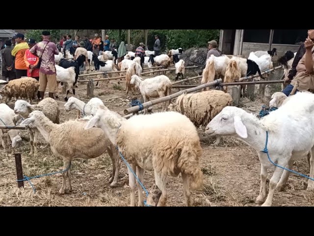 750,000 IDR!! Super Affordable Stud & Breeder Prospectives!! Dongko Sheep Market