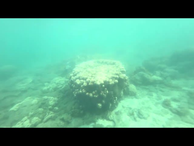 小笠原父島宮之浜でシュノーケリング🤿その②サンゴの楽園　小さな砂浜から海底観察しながら泳いでみた Snorkeling🤿 at Chichijima’s Miyano Beach　4K HDR 60F