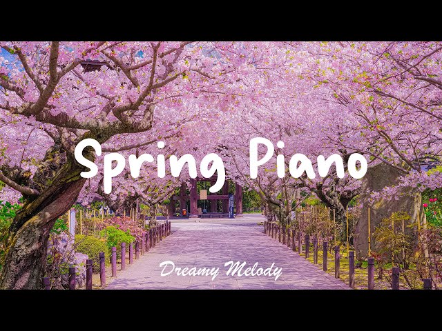 A Beautiful Spring Performance 🌸 Watching Cherry Blossom Petals Flutter in the Wind | DREAMY MELODY
