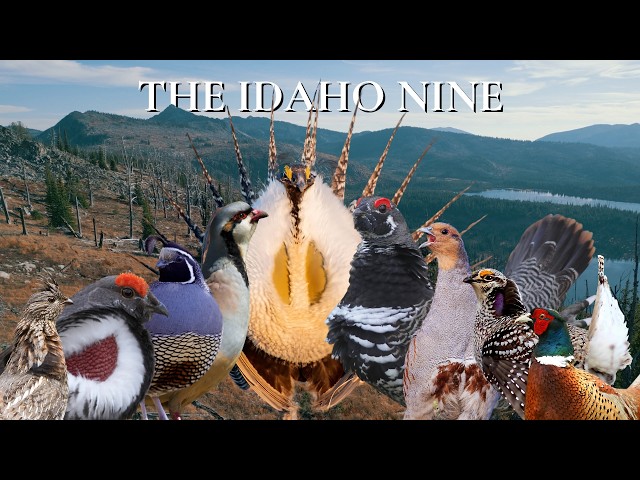"The Idaho Nine" - An Idaho Upland Hunting Film