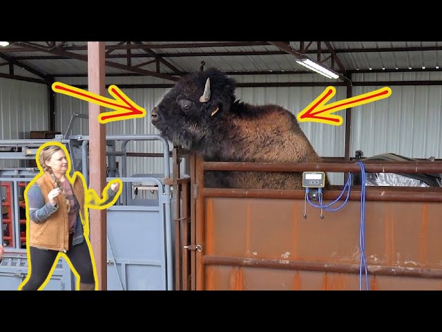 Working Bison and THIS Happened!
