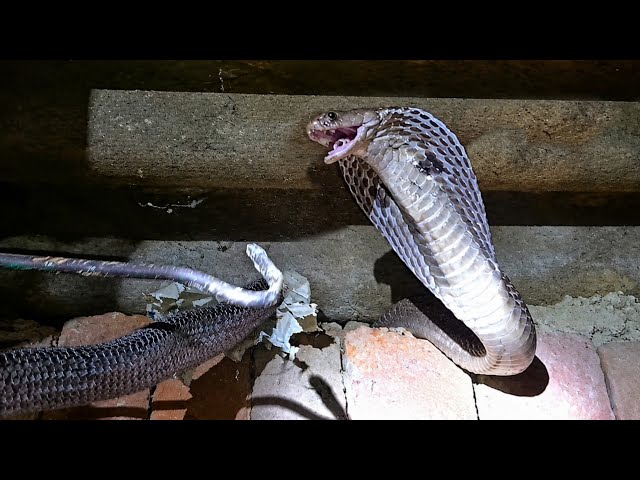 🐍 दो खतरनाक साँप आमने-सामने 😱 | Cobra vs Black Snake का हैरान कर देने वाला नज़ारा!