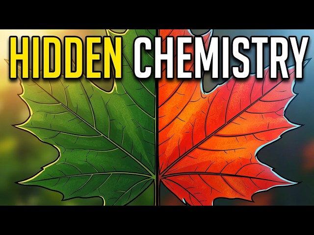 Why Do Leaves Turn Red, Orange, and Yellow Before Falling?