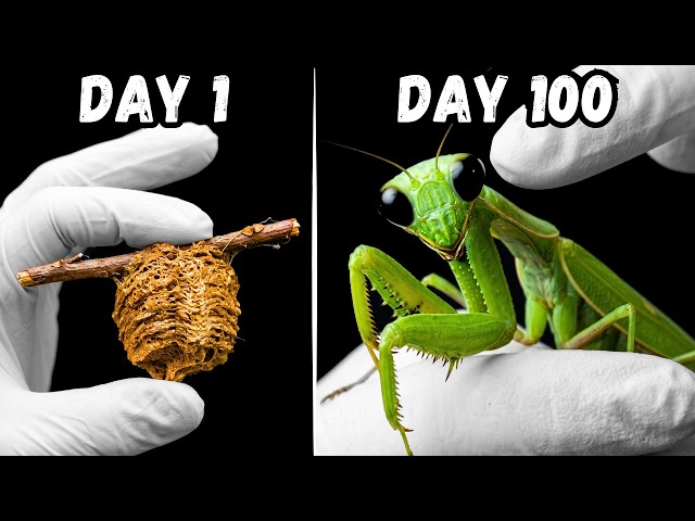 I Raised a Killer Mantis for 100 Days and THIS happened...