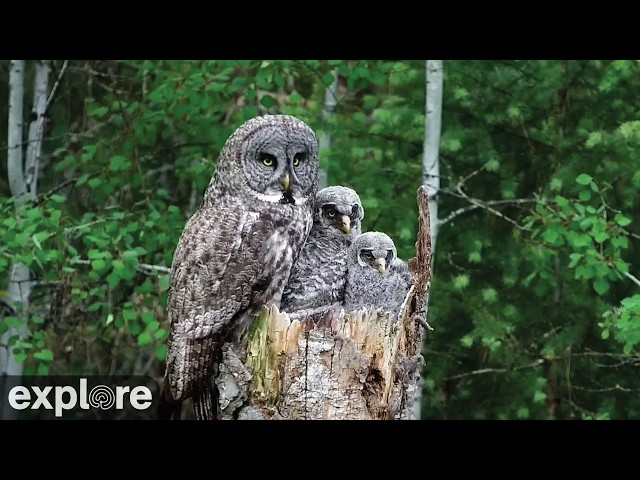 LIVE Great Gray Owl Nest - Owl Research Institute | explore.org