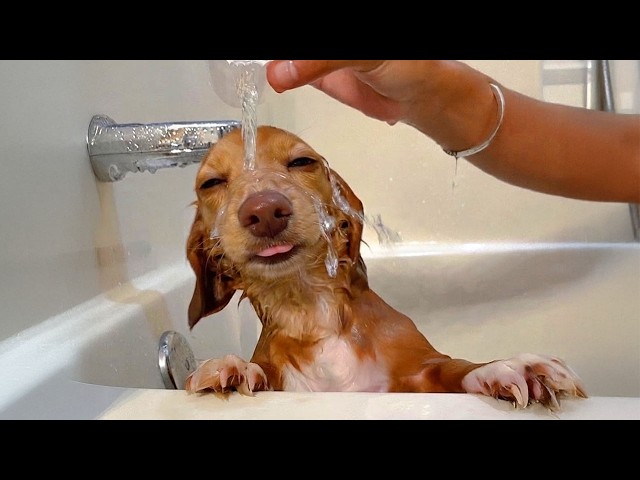 These Funny Dogs Never Expected Bath Time To Be THIS Amazing! 🤣