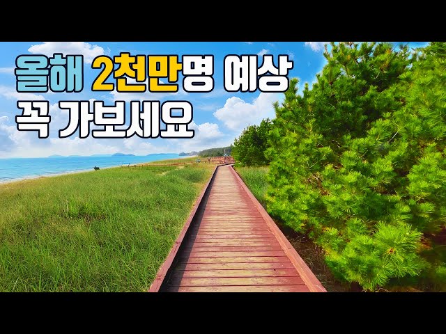 A coastal trekking course of European emotions, and healing along the endless Haesong Forest Road