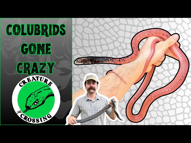 Keeping Unusual Snakes with Connor Wardle