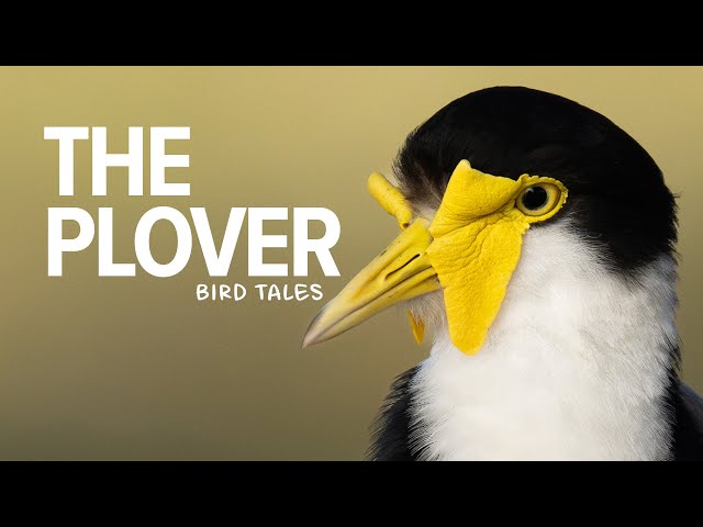 Australia's BEST Bird Parents - Plovers | Bird Tales