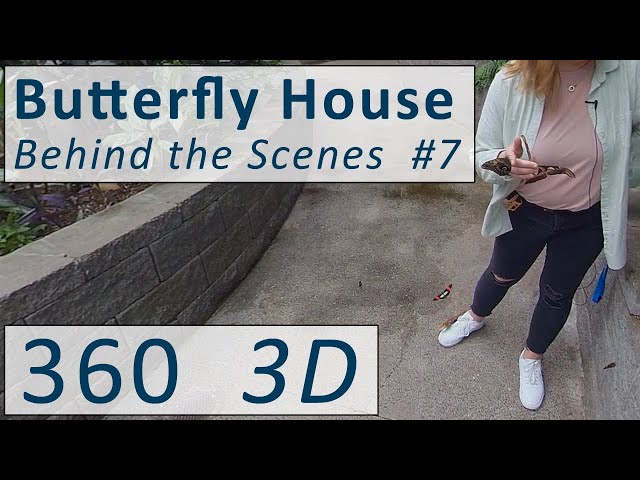 Butterfly Behavior: Behind the Scenes in Butterfly House #7