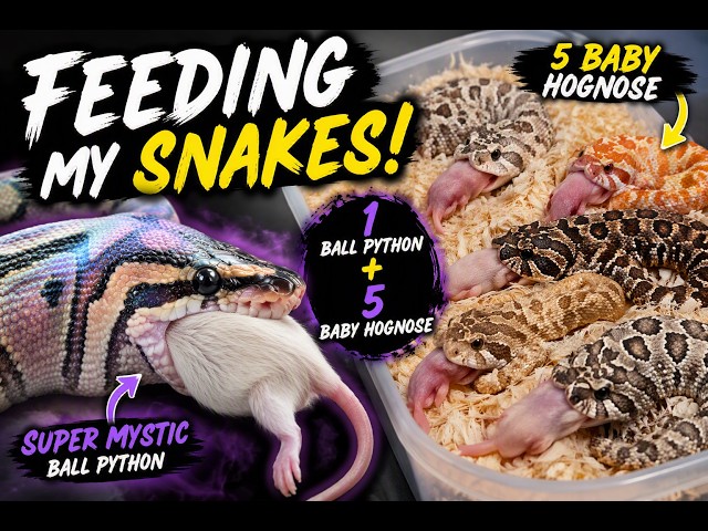 Feeding My Snakes! Super Mystic Ball Python + 5 Baby Hognoses! Meet My Little Family!