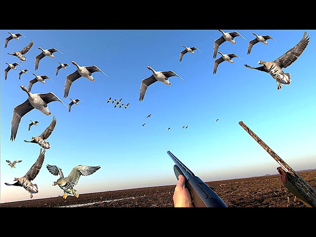 GOOSE HUNTING! ONLY THE BEST SHOTS OF THE 2026 SEASON! Super flights and the best moments of the ...