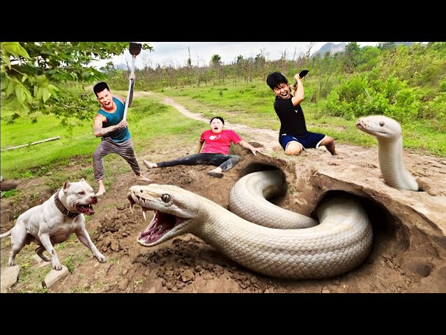 3 Brave Hunters Use Pitbull to Catch a Ferocious Giant White Python