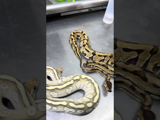 A Visual Puzzle + Het Puzzle Pairing I’m Really Excited About 👀