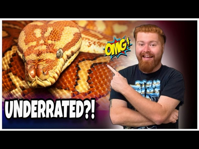 Are Bredl's Pythons BETTER Than Carpet Pythons?!