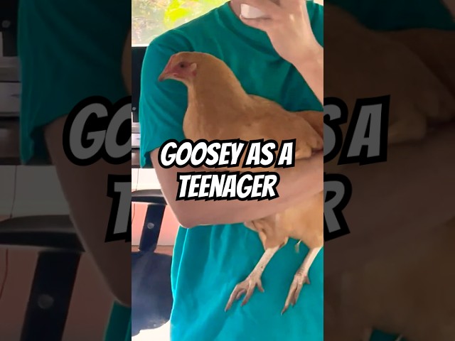 🐔💕 GG when she was younger!