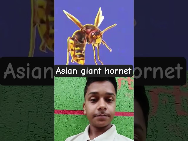 Power Of Asian Giant Hornet #facts #knowledge #amazingfacts #trending