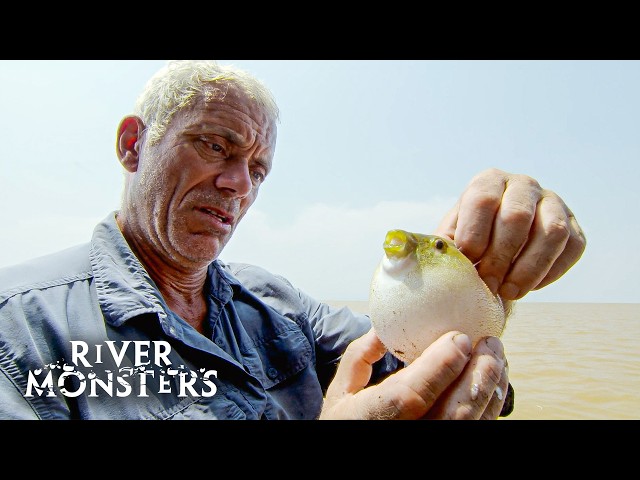 This PUFFERFISH Looks Cute but Bites Like a PIRANHA! | River Monsters
