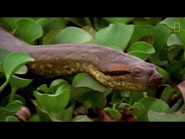 Una anaconda devora a una enorme presa | NATIONAL GEOGRAPHIC ESPAÑA