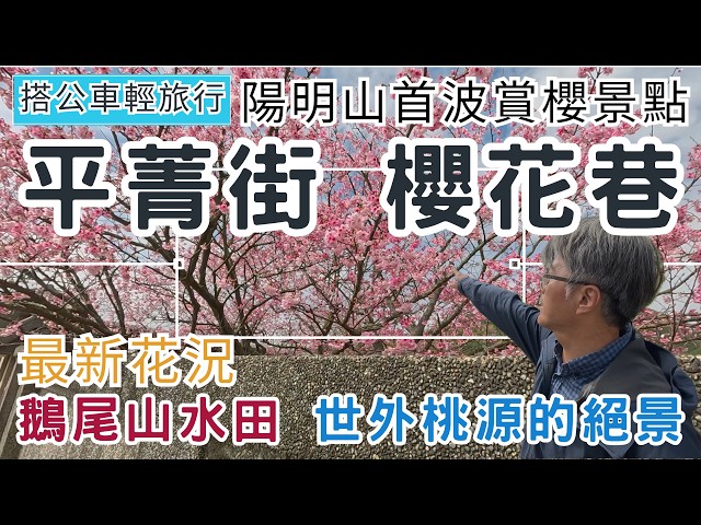 A Light Bus Trip to Yangmingshan: Pingjing Street Cherry Blossom Alley (ep344) 『First Wave of Che...