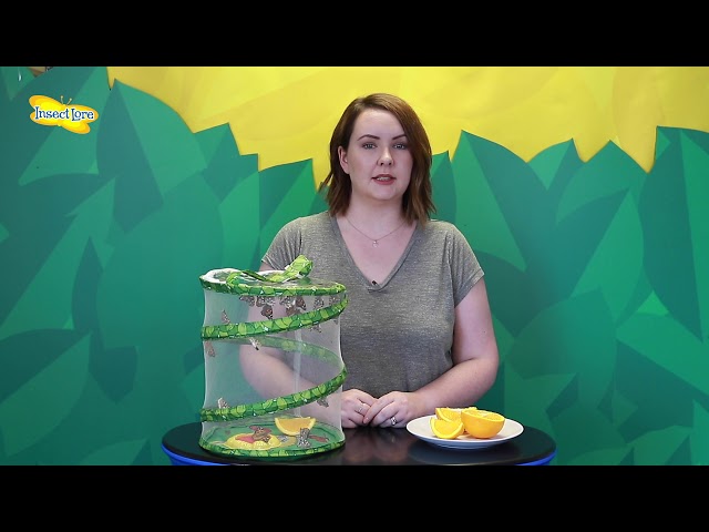 Insect Lore - Feeding Your Butterflies