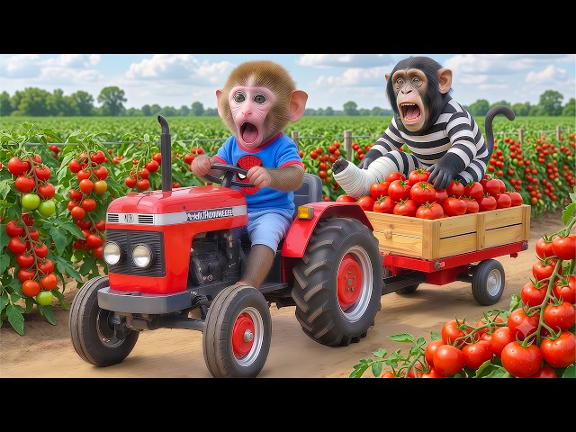 Monkey NaNa Drives a JCB Tractor to Harvest Tomatoes and Catches an Escaping Thief in the Farm!