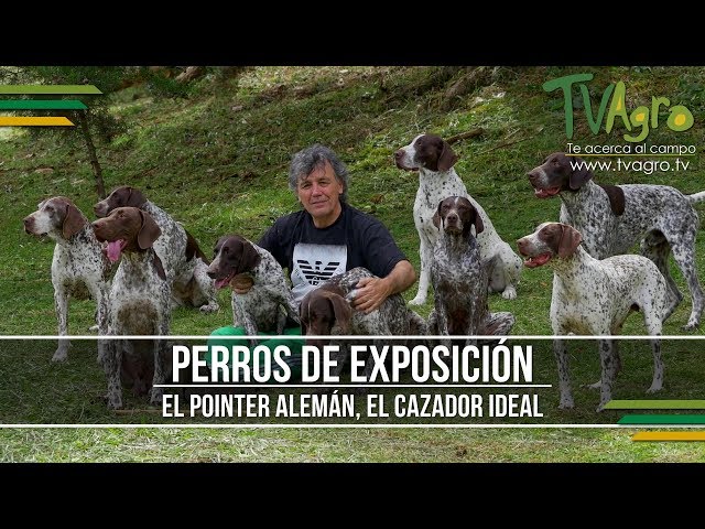 The German Pointer, the Ideal Hunter - Show Dogs - TvAgro by Juan Gonzalo Angel