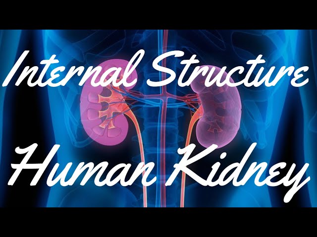 INTERNAL STRUCTURE OF KIDNEY | KANIKA CLASSES