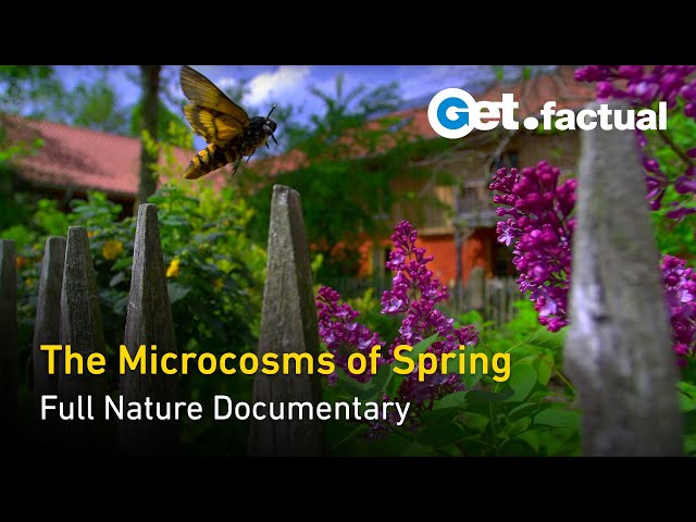 The Secret Garden - Springtime's Micro-Ecosystems - Full Nature Documentary