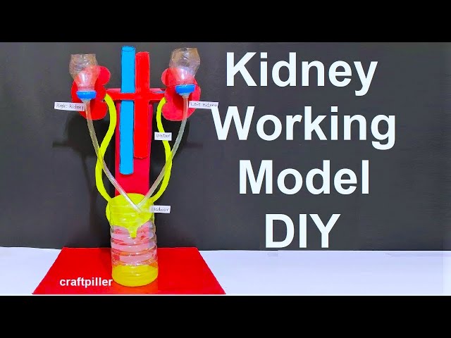 kidney working model (3d) with stand for science fair exhibition |  urinary system | craftpiller